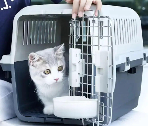 关于高铁宠物托运今日起有变化!铁路部门扩大高铁宠物托运服务试点范围