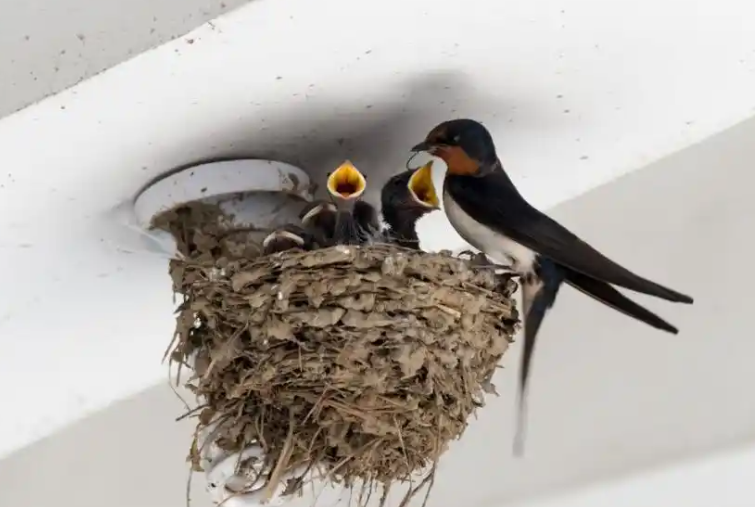 一商店20多年共来了42窝燕子筑巢 为什么燕子在你家筑巢