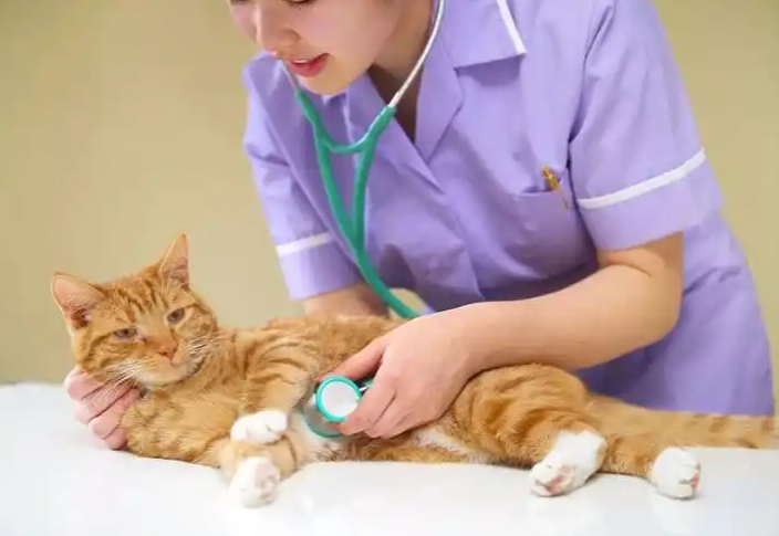 全国首个宠物本科专业招生 专业聚焦猫狗马2个班共招50人