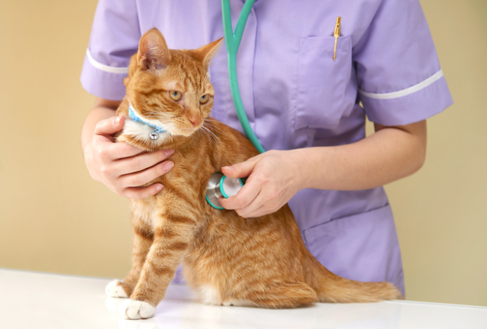 全国首个宠物本科专业招生 专业聚焦猫狗马2个班共招50人