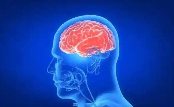 研究称女性生育寿命长大脑更年轻 最新研究揭示女性生理周期的秘密!