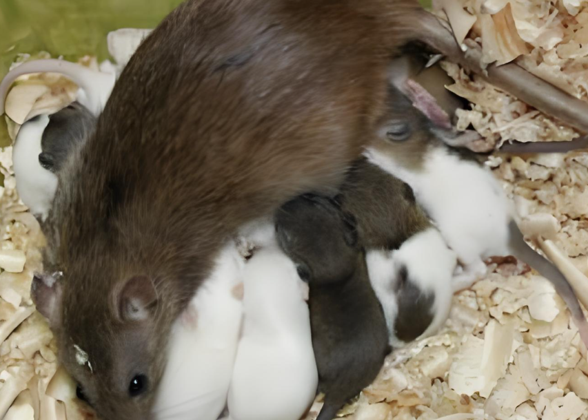 哺乳动物器官完全再生新成就！中国科学家成功实现哺乳动物器官完全再生