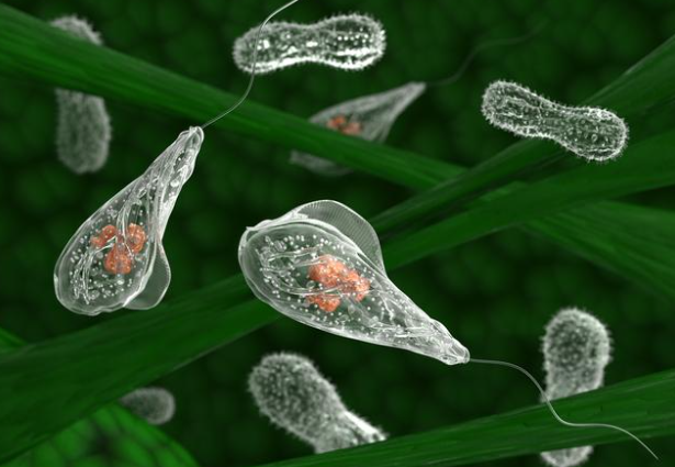 5岁女童泡温泉后被确诊感染食脑虫 食脑虫到底离有多可怕?