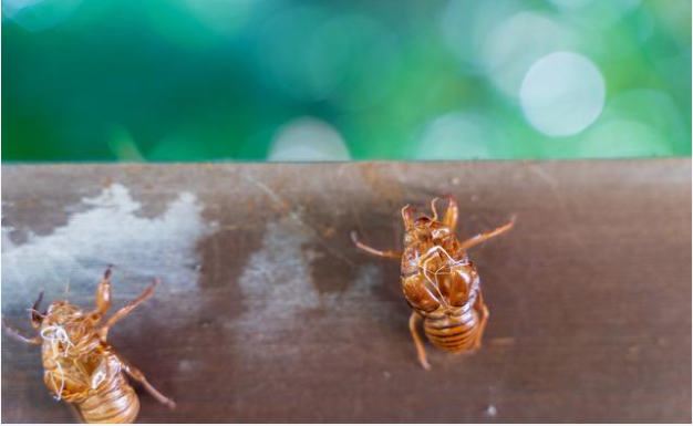 又到一年一度抓知了猴的季节 抓知了最强攻略来了2025