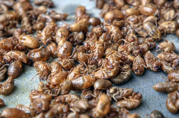 又到一年一度抓知了猴的季节 抓知了最强攻略来了2025