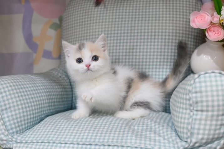 女白领抱猫睡觉染上猫癣，胸腹部长出硬币大小红斑