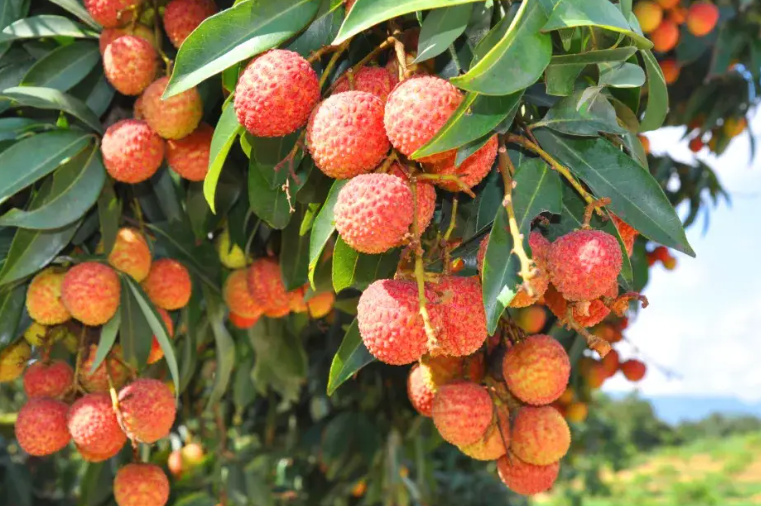 一棵荔枝树上竟结出30种荔枝 荔枝一棵树能结多少?