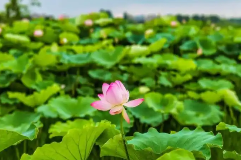今日小暑盛夏之始，谨防胃肠道疾病“上门”