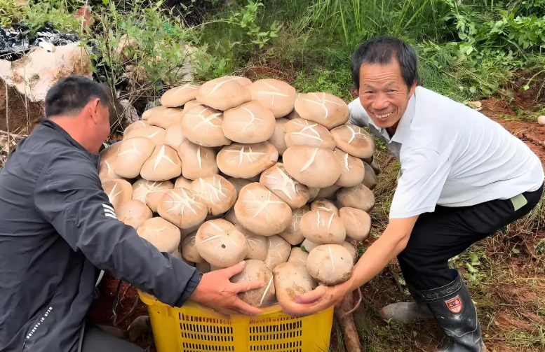 云南现80公斤巨无霸“菌王” 菌子同根连枝极为罕见 云南现80公斤巨无霸“菌王” 菌子同根连枝极为罕见