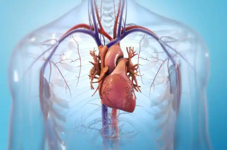 一天中心脏最脆弱的3个时段 一份护心时刻表保护好你的心脏