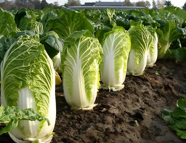 韩国国内现在大白菜多少钱一斤？韩国高温致大白菜价格暴涨