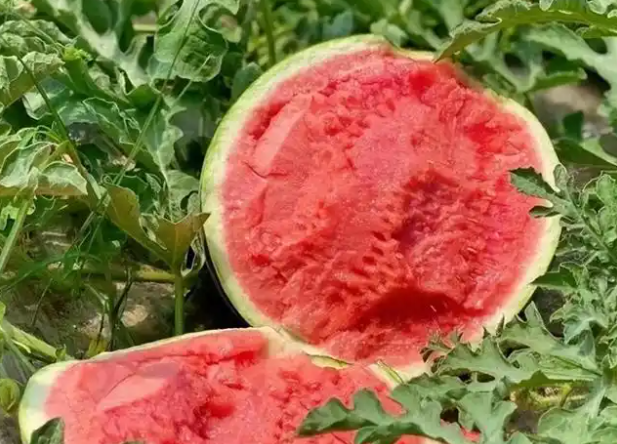 韩国“热膨胀”来袭!韩国一个西瓜涨到156元 韩国“热膨胀”来袭!韩国一个西瓜涨到156元