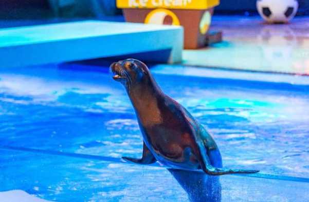 台州一海狮满身伤痕是肥胖纹 海狮吃鱼速度太快露出尴尬微笑 台州一海狮满身伤痕是肥胖纹 海狮吃鱼速度太快露出尴尬微笑