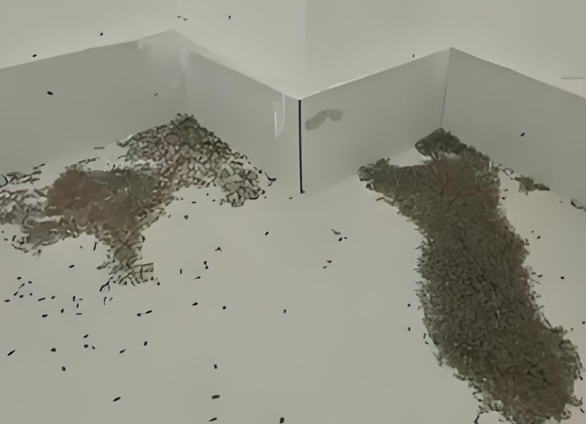 河南极端高温蚊子都被热死了！河南室内蚊子因酷热大量死亡！