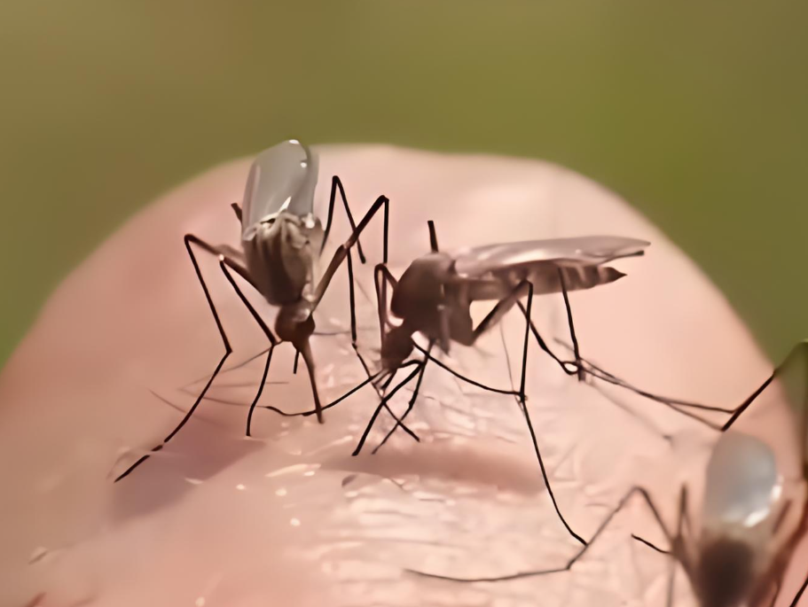 河南极端高温蚊子都被热死了！河南室内蚊子因酷热大量死亡！