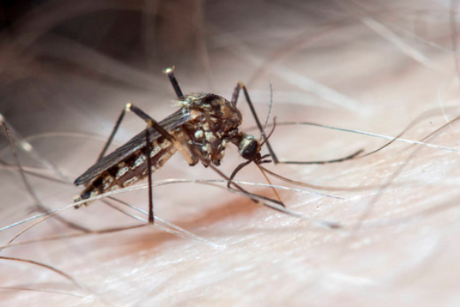 佛山突现"弯腰病"!基孔肯雅热到底是个啥? 佛山突现"弯腰病"!基孔肯雅热到底是个啥?