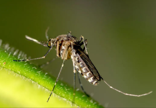基孔肯雅热高烧退后关节痛半年?防蚊做好这几点是关键
