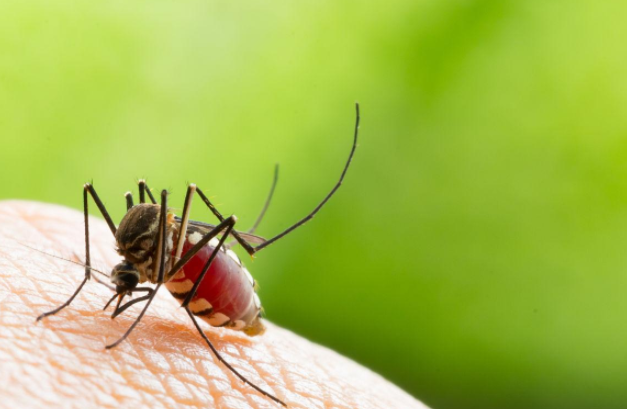 佛山突现"弯腰病"!基孔肯雅热到底是个啥? 佛山突现"弯腰病"!基孔肯雅热到底是个啥?