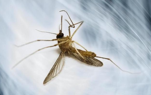 基孔肯雅热高烧退后关节痛半年?防蚊做好这几点是关键