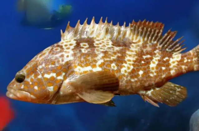 上海海洋水族馆元老级石斑鱼离世 看着这条近30岁的鱼爷爷长大