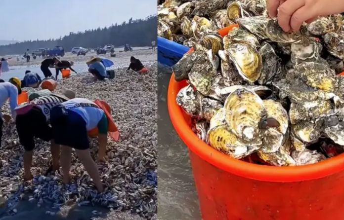 台风过后广东一海滩现大量生蚝 台风吹来的生蚝不要捡不要吃!
