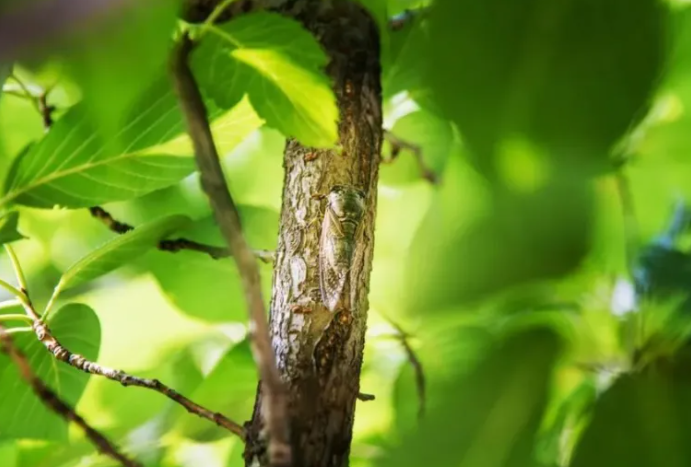 夏天树下淋的雨可能是“蝉尿” “蝉尿”攻击对人体有害吗 夏天树下淋的雨可能是“蝉尿” “蝉尿”攻击对人体有害吗