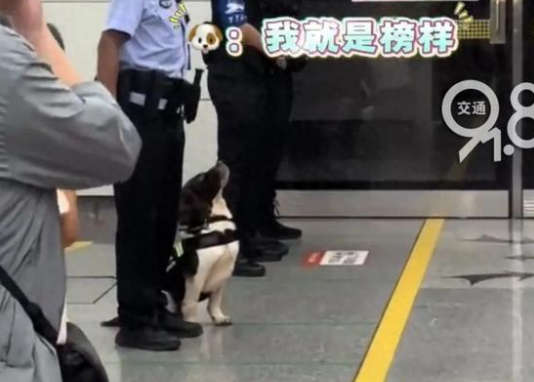 杭州地铁里的傲娇警犬火出圈 7岁警犬星辰昂首挺胸巡逻 杭州地铁里的傲娇警犬火出圈 7岁警犬星辰昂首挺胸巡逻