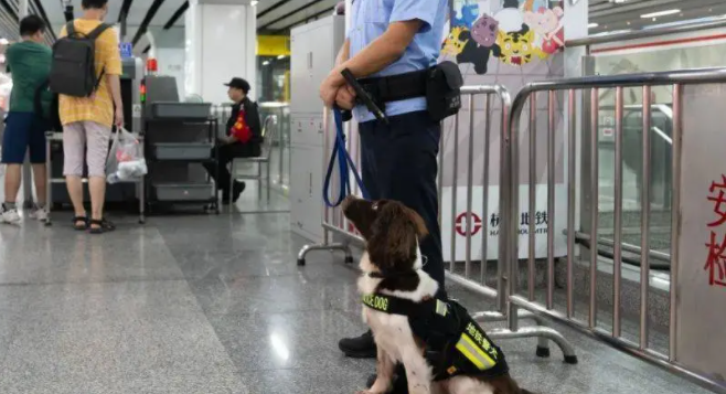 杭州地铁里的傲娇警犬火出圈 7岁警犬星辰昂首挺胸巡逻 杭州地铁里的傲娇警犬火出圈 7岁警犬星辰昂首挺胸巡逻
