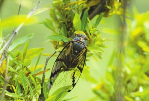 夏天树下淋的雨可能是“蝉尿” “蝉尿”攻击对人体有害吗 夏天树下淋的雨可能是“蝉尿” “蝉尿”攻击对人体有害吗