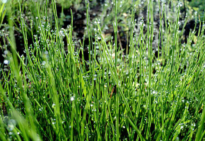 第8号台风“竹节草”生成 大雨暴雨将抵福建!