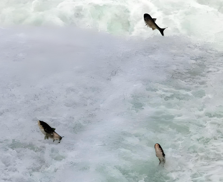 密云水库泄流现场大量鱼被冲出 密云水库泄流到处都是鱼！