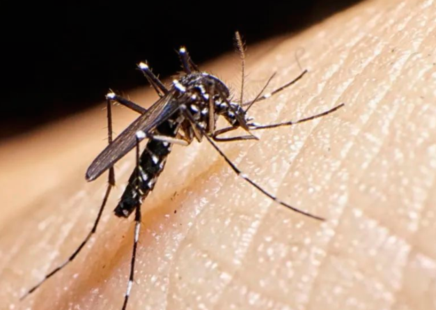 防治基孔肯雅热广东集中灭蚊 基孔肯雅热防控指南来了 防治基孔肯雅热广东集中灭蚊 基孔肯雅热防控指南来了