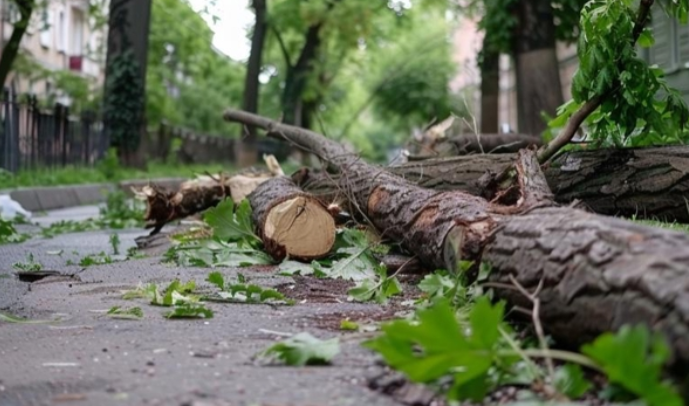 台风“竹节草”在浙江舟山登陆 这个以草命名的台风等级高吗？