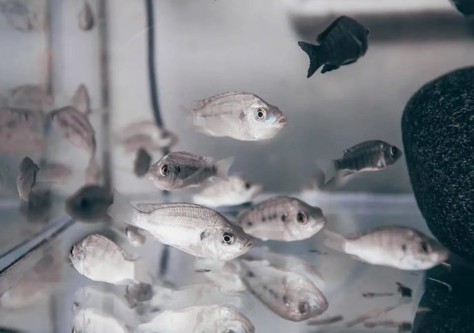 广东灭蚊新招放蚊子吃蚊子 不咬人蚊子捕食咬人蚊子 广东灭蚊新招放蚊子吃蚊子 不咬人蚊子捕食咬人蚊子