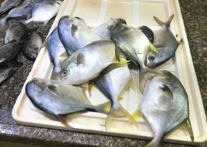 台风竹节草过境鱼群被冲上马路 浦江一小时内降雨量达28.5毫米