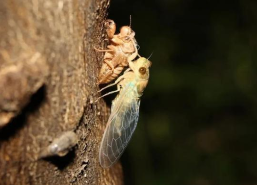 上海闹“蝉灾”给山东人急得团团转 今年的蝉为啥这么多? 上海闹“蝉灾”给山东人急得团团转 今年的蝉为啥这么多?