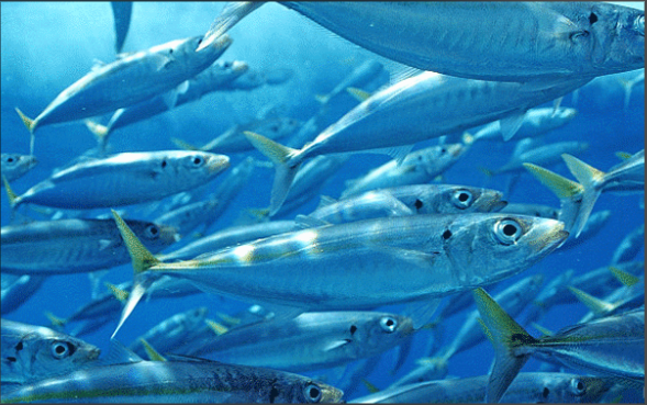 台风竹节草过境鱼群被冲上马路 浦江一小时内降雨量达28.5毫米