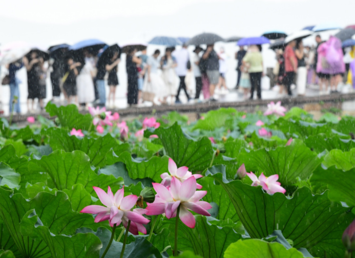 竹节草继续制造暴雨大暴雨 江苏安徽部分地区有暴雨或大暴雨 竹节草继续制造暴雨大暴雨 江苏安徽部分地区有暴雨或大暴雨