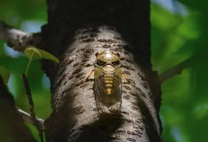 上海闹“蝉灾”给山东人急得团团转 今年的蝉为啥这么多? 上海闹“蝉灾”给山东人急得团团转 今年的蝉为啥这么多?