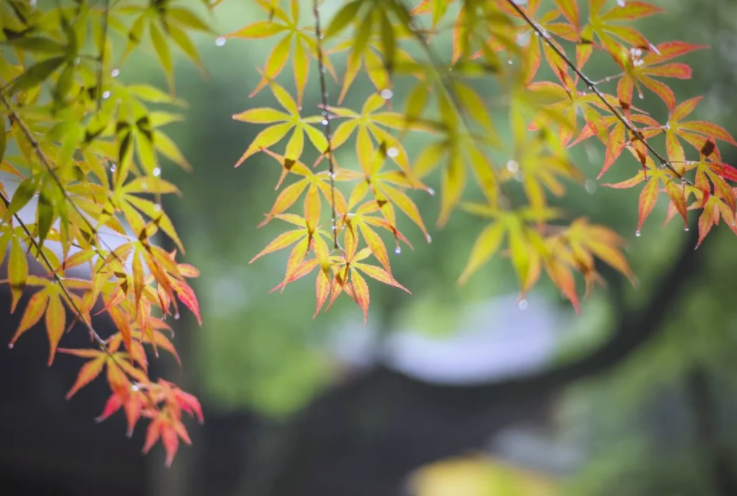 3天后就立秋了 2025年8月4号还有三天立秋了