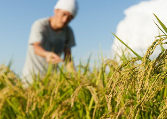 今夏酷暑会加重日本的大米危机吗?高温少雨今年日本稻米再减产?