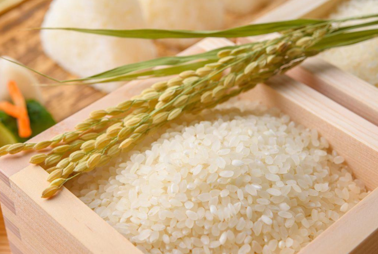 今夏酷暑会加重日本的大米危机吗?高温少雨今年日本稻米再减产?