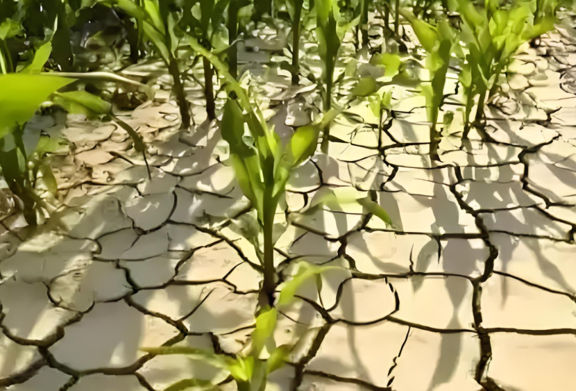 河南多地旱情严峻 河南农户:40多年没见过这么旱的天
