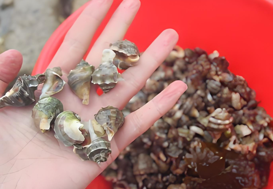 山东青岛迎来海螺“丰收季”！女子遛弯捡了20斤海螺！