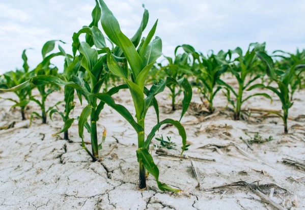 河南遭遇近25年以来最严重旱情 河南旱情对秋粮生产预计会产生多大影响