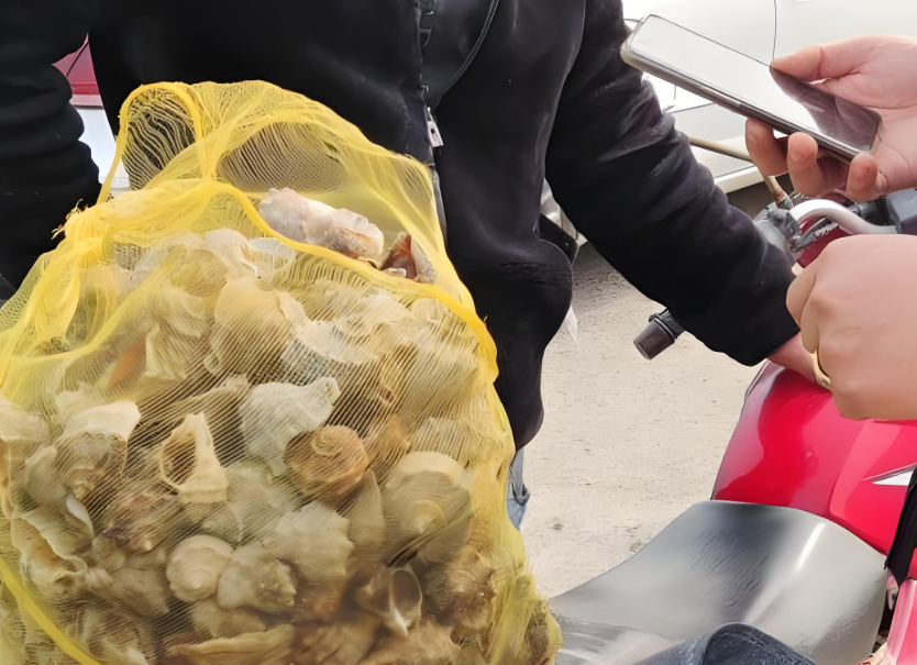 山东青岛迎来海螺“丰收季”！女子遛弯捡了20斤海螺！