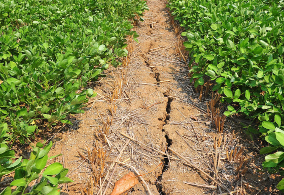 河南遭遇近25年以来最严重旱情 河南旱情对秋粮生产预计会产生多大影响