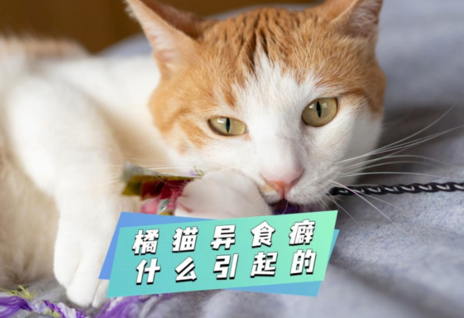 16岁秃头少女胃内查出巨大肿块,开腹后竟取出4斤头发团 16岁秃头少女胃内查出巨大肿块,开腹后竟取出4斤头发团