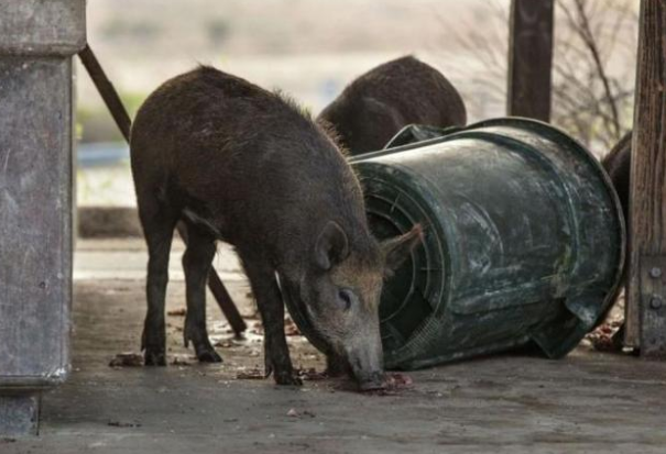 美国加州发现阿凡达色野猪肉 切开后肉呈现亮蓝色