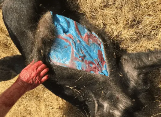 美国加州发现阿凡达色野猪肉 切开后肉呈现亮蓝色